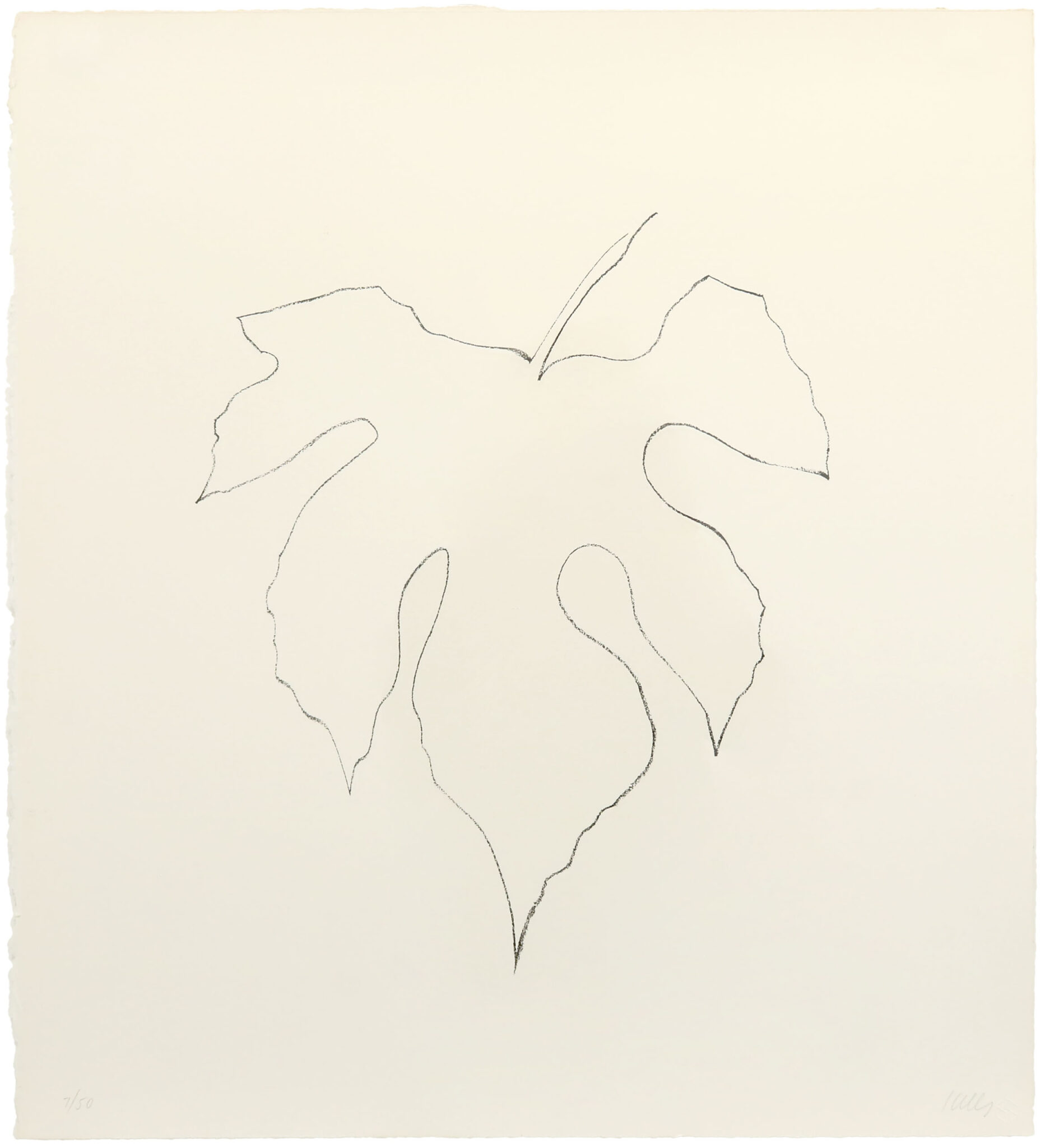 Wild Grape Leaf