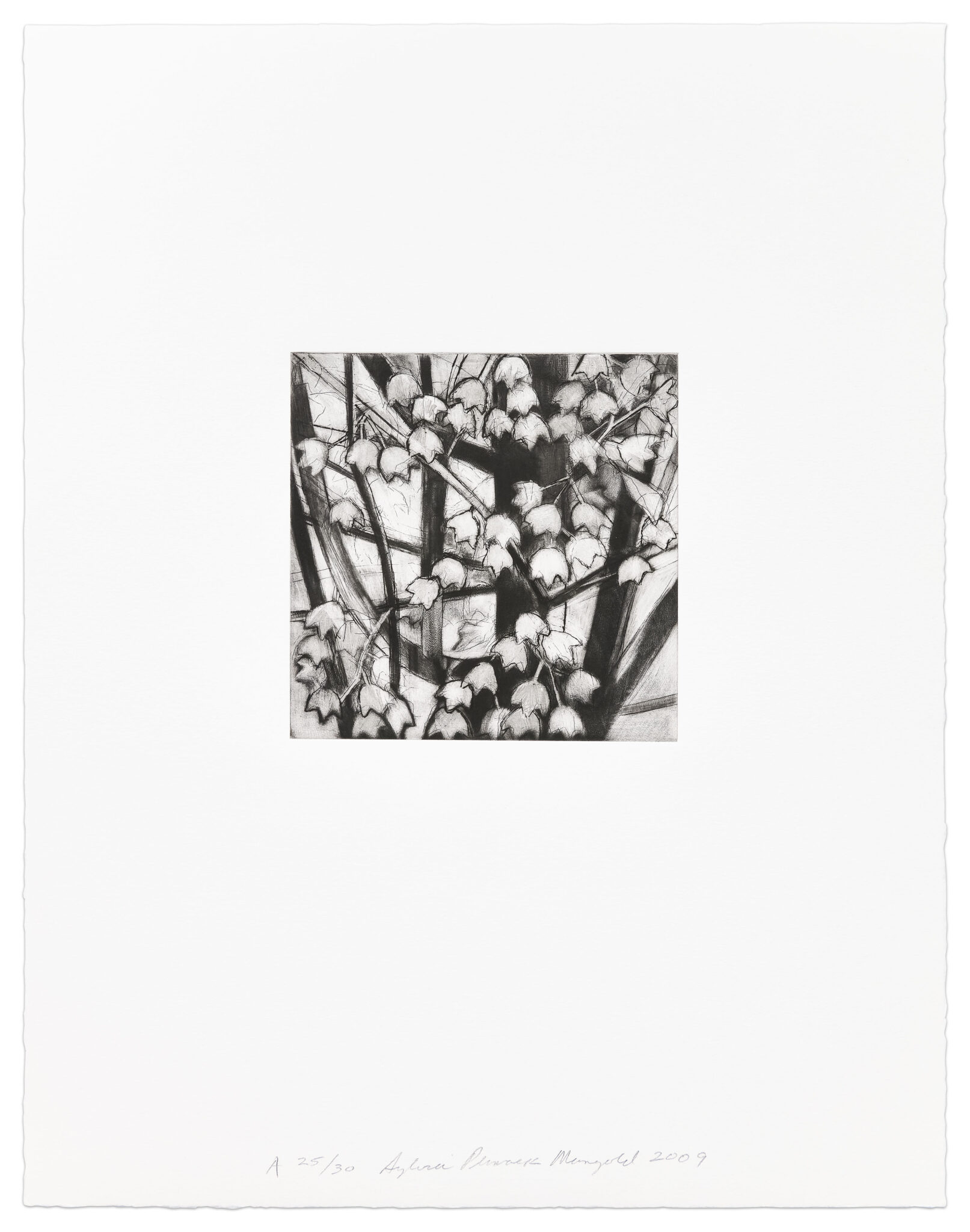 Maple Tree Detail A print by Sylvia Plimack Mangold, a 2009 Print at Krakow Witkin Gallery, Boston