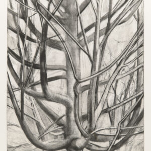 Maple Tree by Sylvia Plimack Mangold, a 1998 Print at Krakow Witkin Gallery, Boston