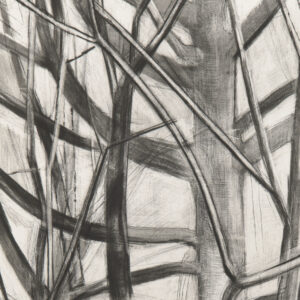 Maple Tree by Sylvia Plimack Mangold, a 1998 Print at Krakow Witkin Gallery, Boston