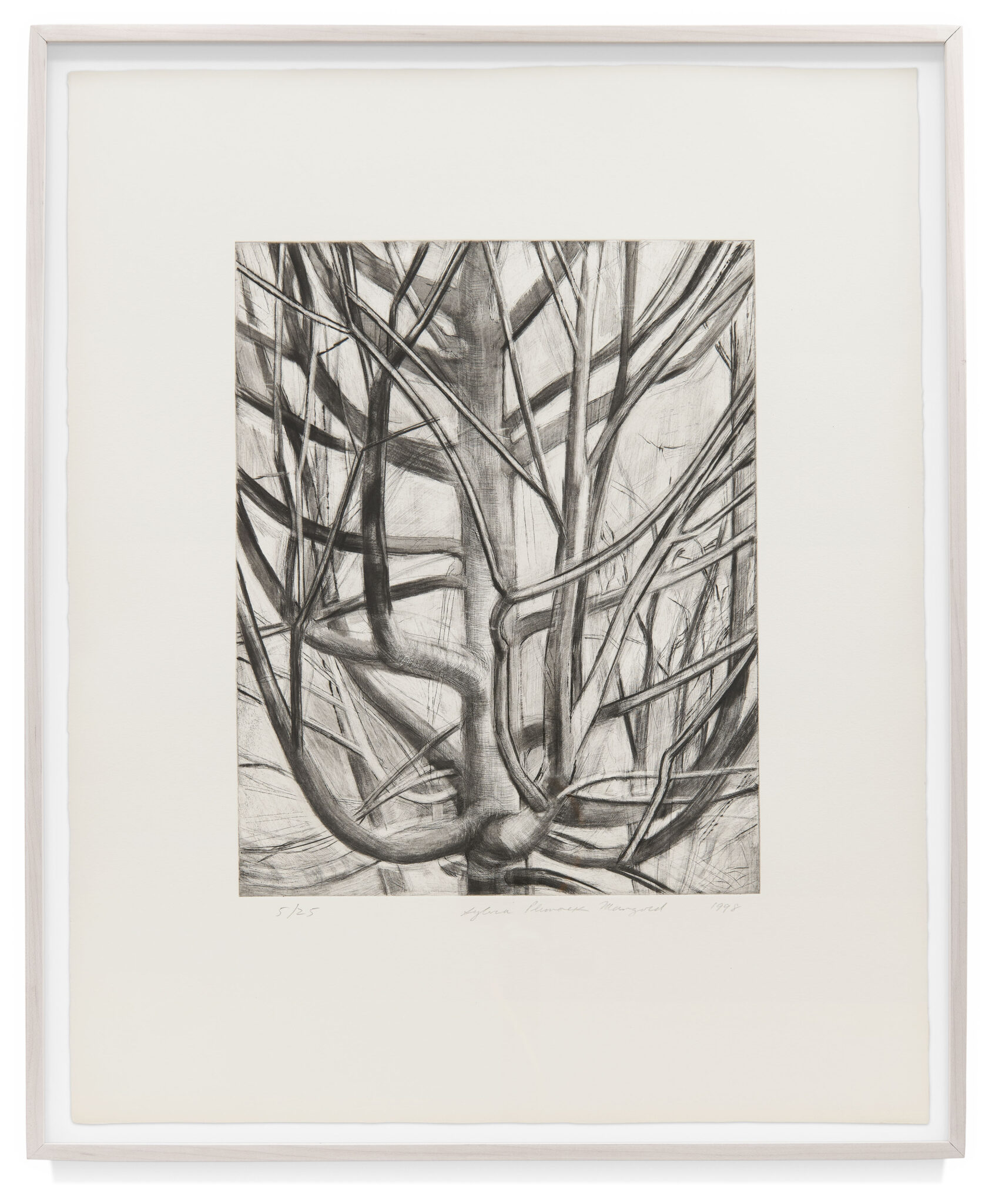 Maple Tree by Sylvia Plimack Mangold, a 1998 Print at Krakow Witkin Gallery, Boston