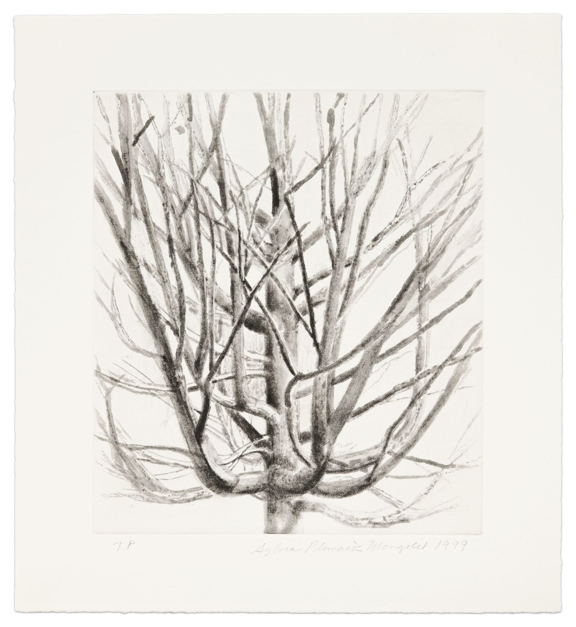The Maple Tree by Sylvia Plimack Mangold, a 1999 Print at Krakow