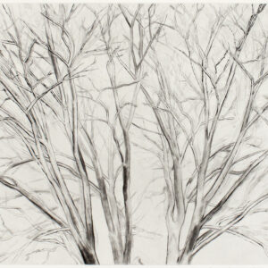 Pin Oak by Sylvia Plimack Mangold, a 2004 Print at Krakow Witkin Gallery, Boston