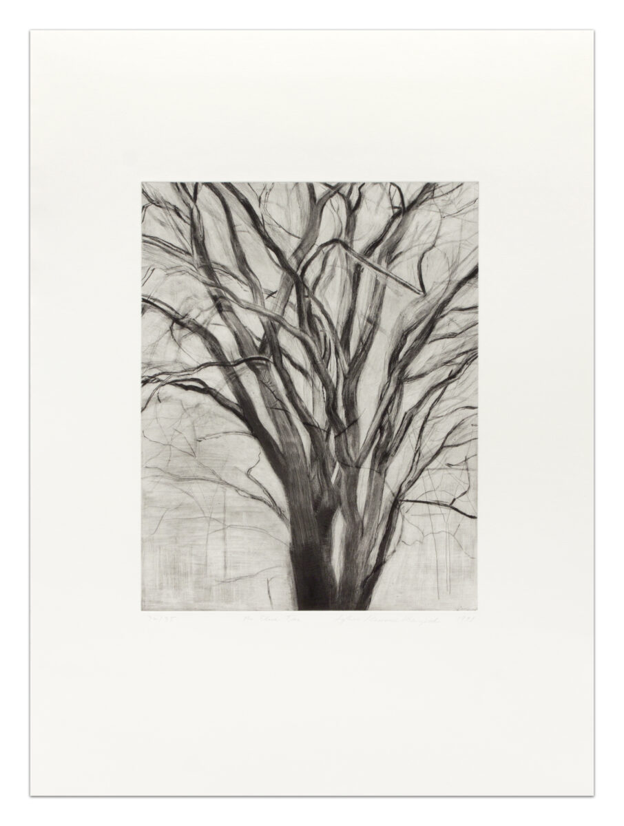 The Elm Tree by Sylvia Plimack Mangold, a 1991 Print at Krakow Witkin Gallery, Boston