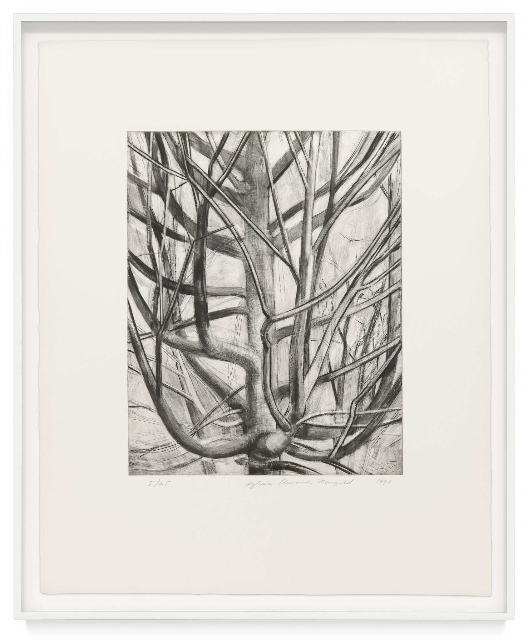 The Maple Tree by Sylvia Plimack Mangold, a 1999 Print at Krakow Witkin Gallery, Boston