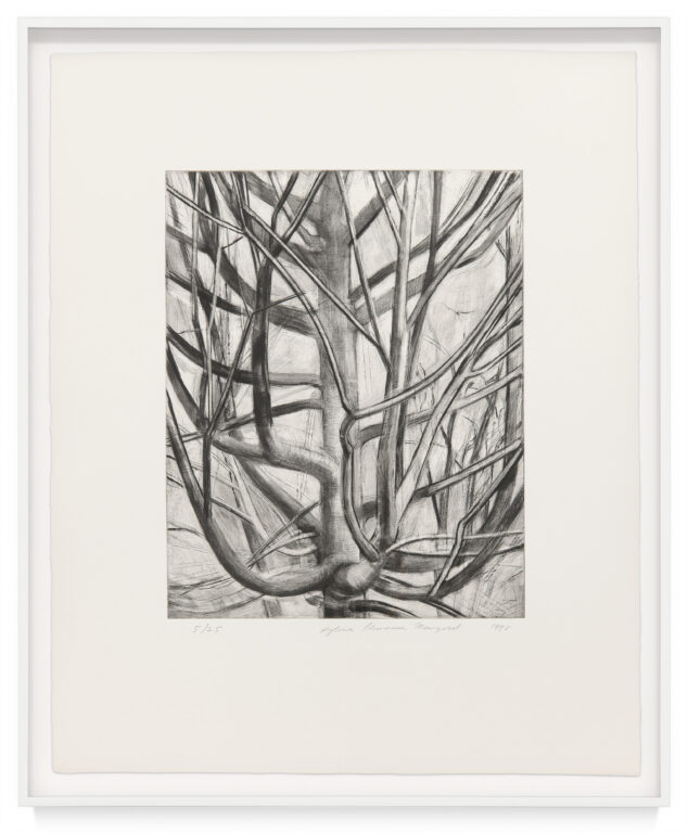 The Maple Tree by Sylvia Plimack Mangold, a 1999 Print at Krakow Witkin Gallery, Boston