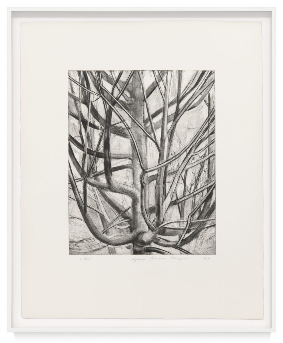The Maple Tree by Sylvia Plimack Mangold, a 1999 Print at Krakow Witkin Gallery, Boston