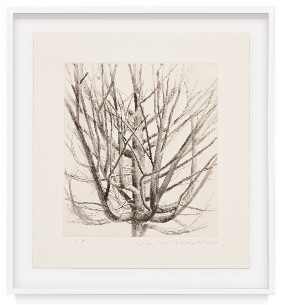 The Maple Tree by Sylvia Plimack Mangold, a 1999 Print at Krakow Witkin Gallery, Boston
