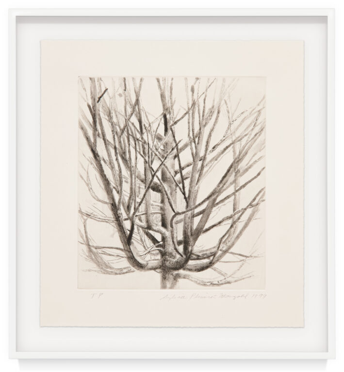The Maple Tree by Sylvia Plimack Mangold, a 1999 Print at Krakow Witkin Gallery, Boston