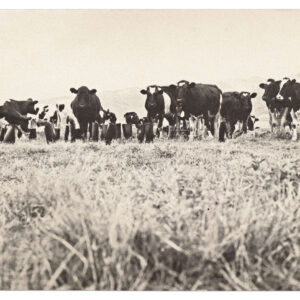 100 Boots by Eleanor Antin, a 1971-1973 Multiple at Krakow Witkin Gallery, Boston