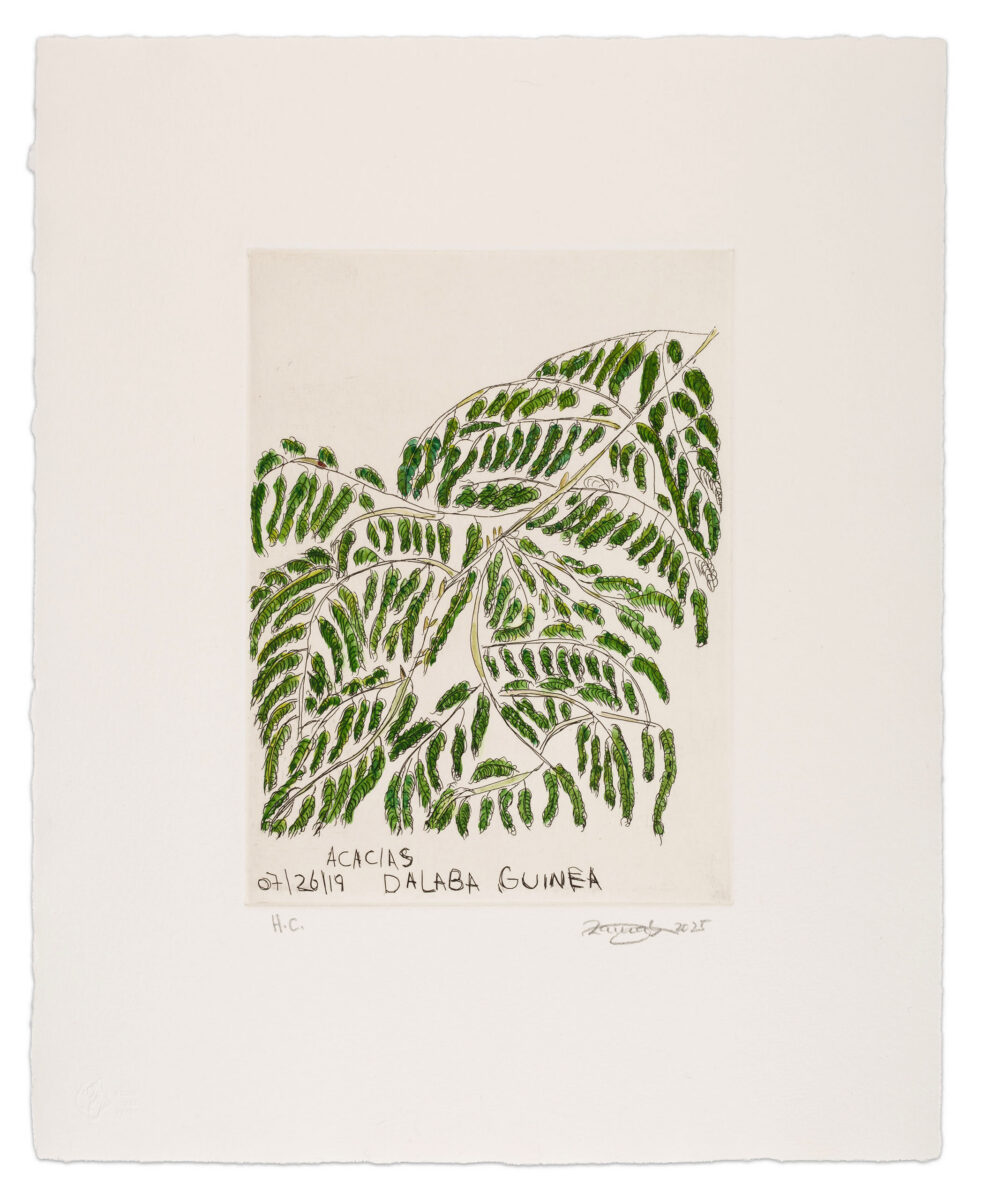 ACACIAS DALABA GUINEA by Zainab Sumu, a 2025 Print at Krakow Witkin Gallery, Boston