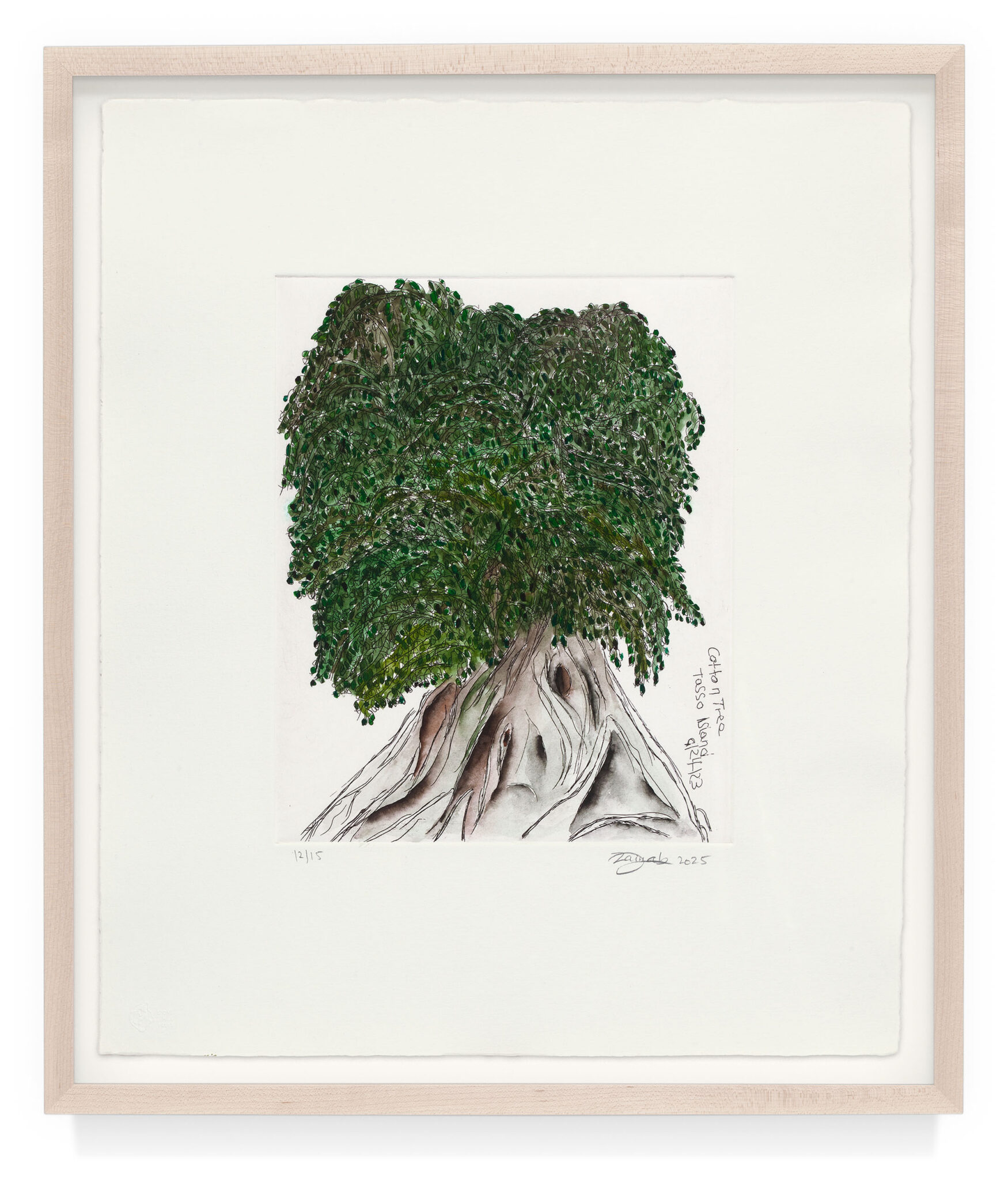 COTTON TREE TASSO ISLAND by Zainab Sumu, a 2025 Print at Krakow Witkin Gallery, Boston