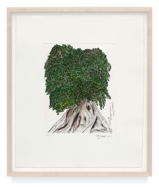 COTTON TREE TASSO ISLAND by Zainab Sumu, a 2025 Print at Krakow Witkin Gallery, Boston