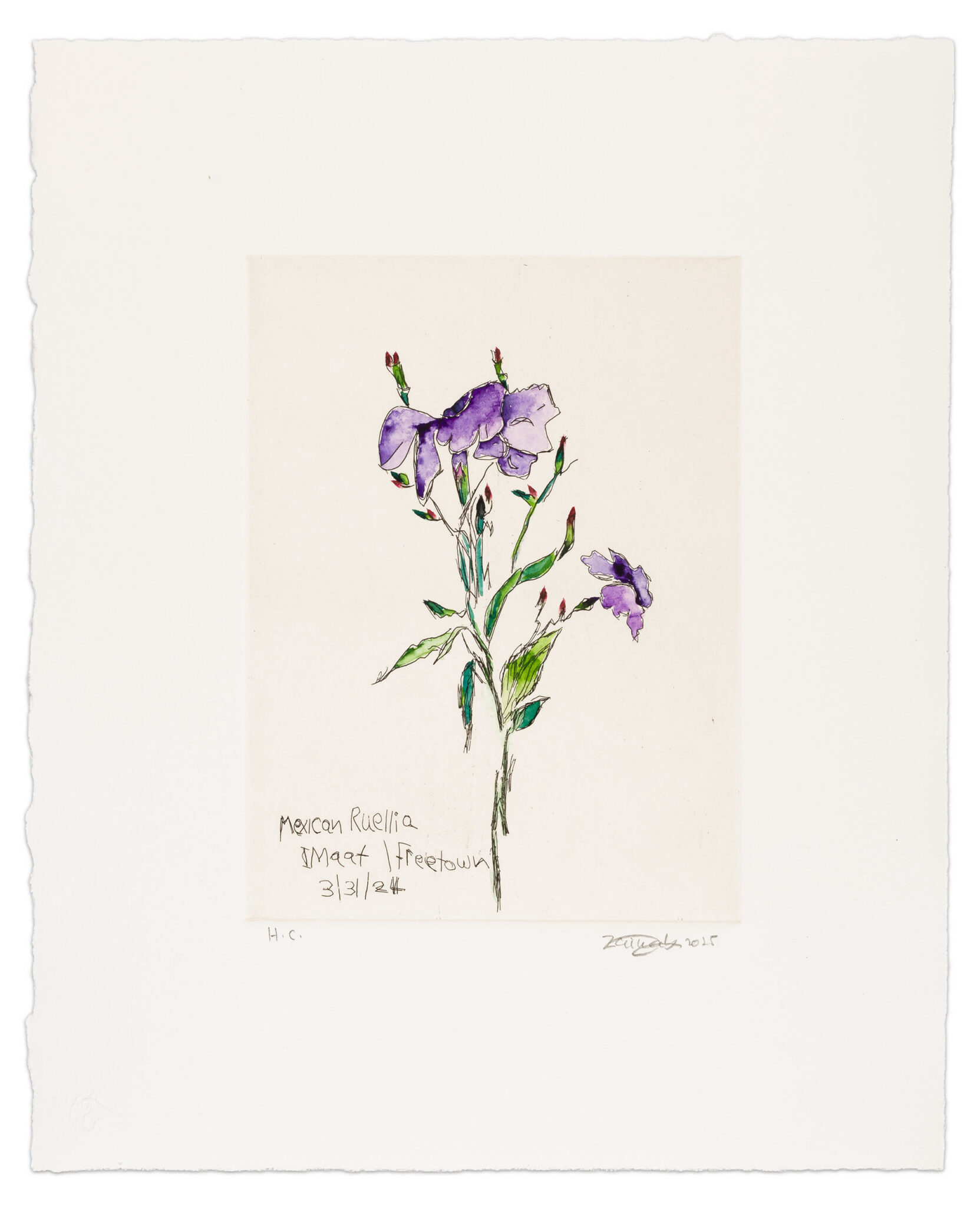 MEXICAN RUELLIA IMAAT / FREETOWN by Zainab Sumu, a 2025 Print at Krakow Witkin Gallery, Boston