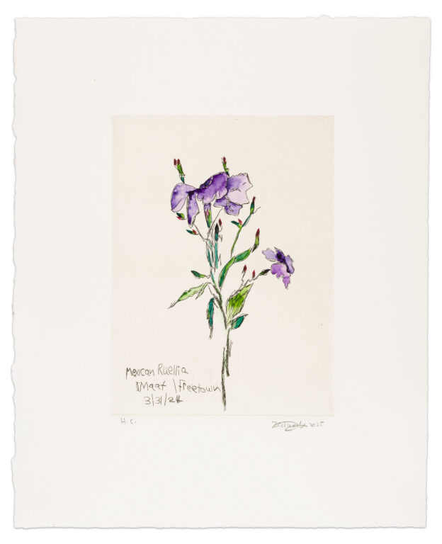 MEXICAN RUELLIA IMAAT / FREETOWN by Zainab Sumu, a 2025 Print at Krakow Witkin Gallery, Boston