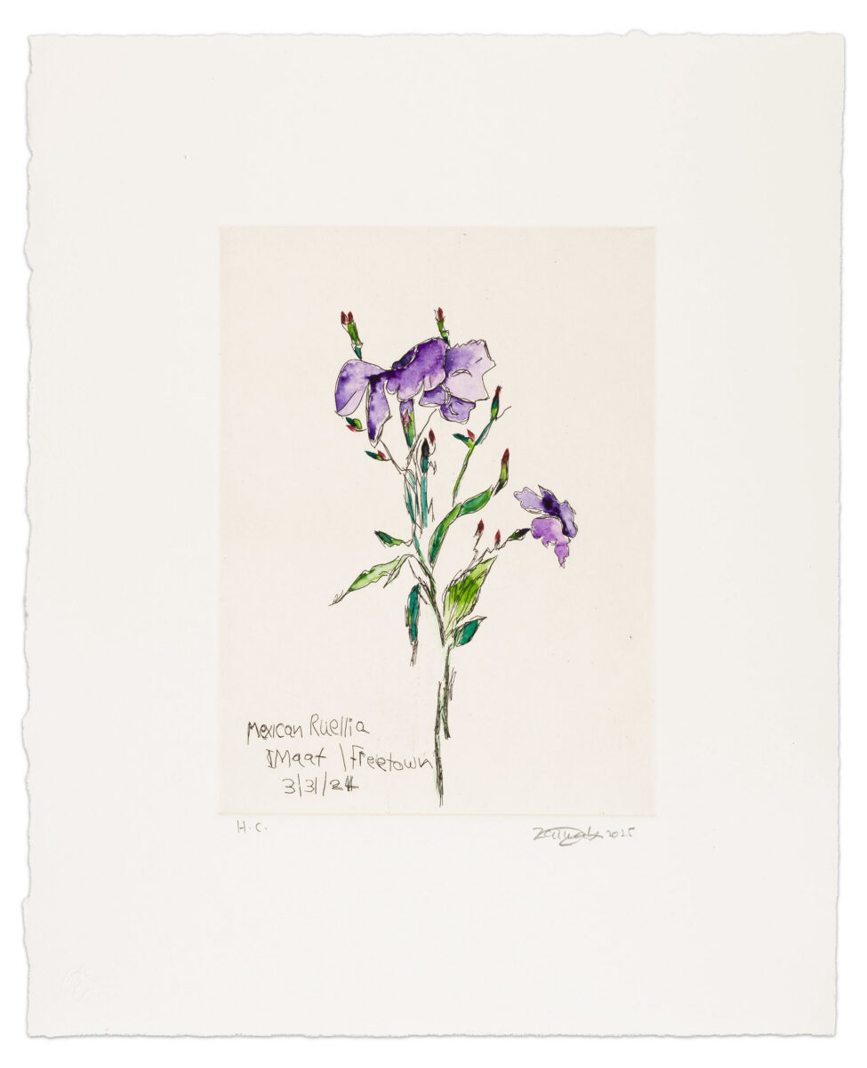 MEXICAN RUELLIA IMAAT / FREETOWN by Zainab Sumu, a 2025 Print at Krakow Witkin Gallery, Boston