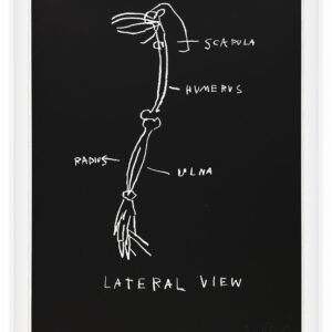 Anatomy by Jean-Michel Basquiat, a 1982 portfolio of 18 prints at Krakow Witkin Gallery, Boston