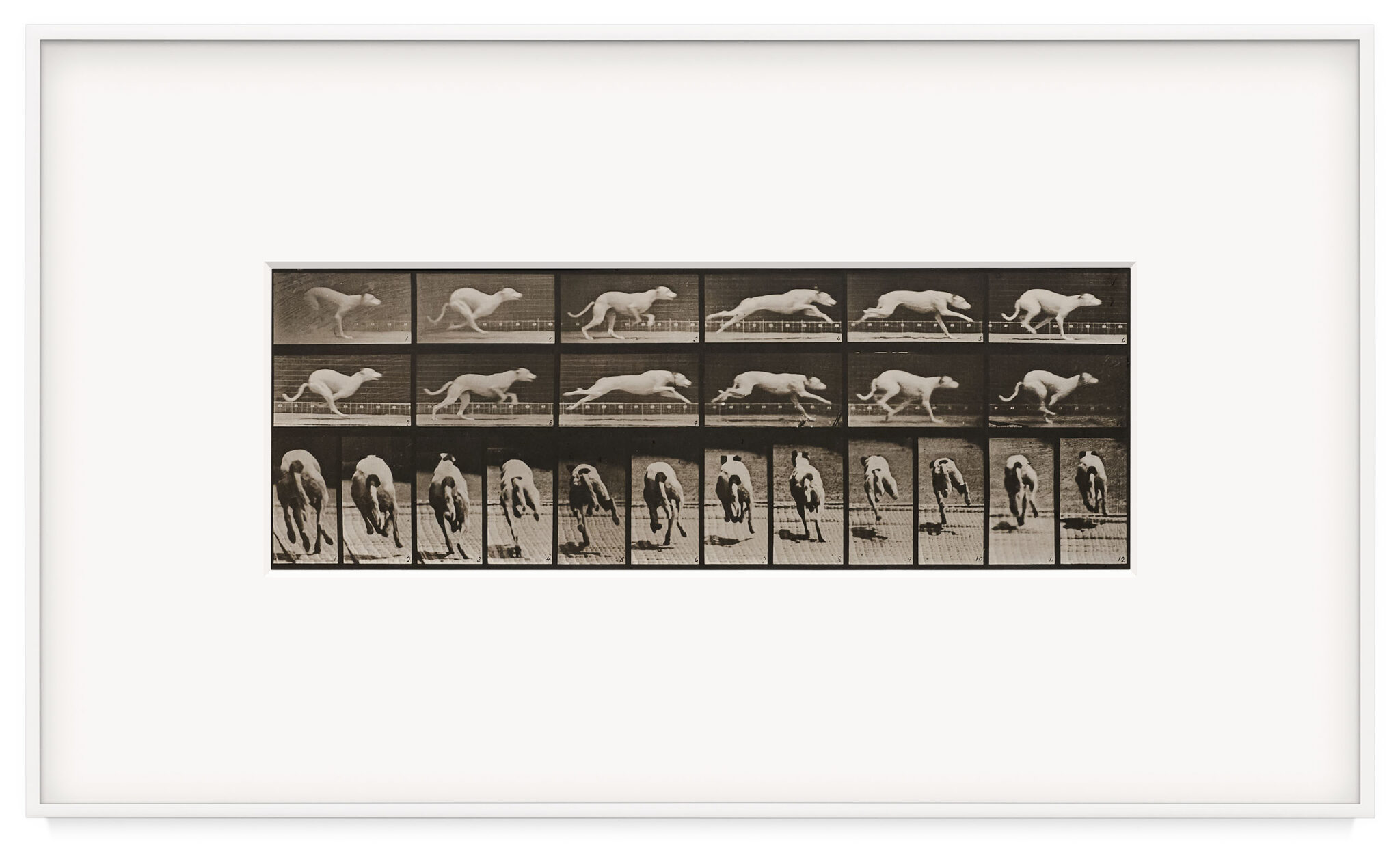 Human and Animal Locomotion, Plate 710. Dog; galloping; white racing hound Maggie by Eadweard Muybridge, a 1887 Photograph at Krakow Witkin Gallery, Boston