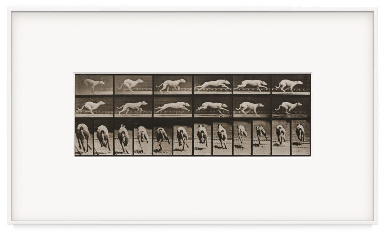 Human and Animal Locomotion, Plate 710. Dog; galloping; white racing hound Maggie by Eadweard Muybridge, a 1887 Photograph at Krakow Witkin Gallery, Boston