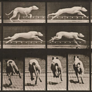 Human and Animal Locomotion, Plate 710. Dog; galloping; white racing hound Maggie by Eadweard Muybridge, a 1887 Photograph at Krakow Witkin Gallery, Boston